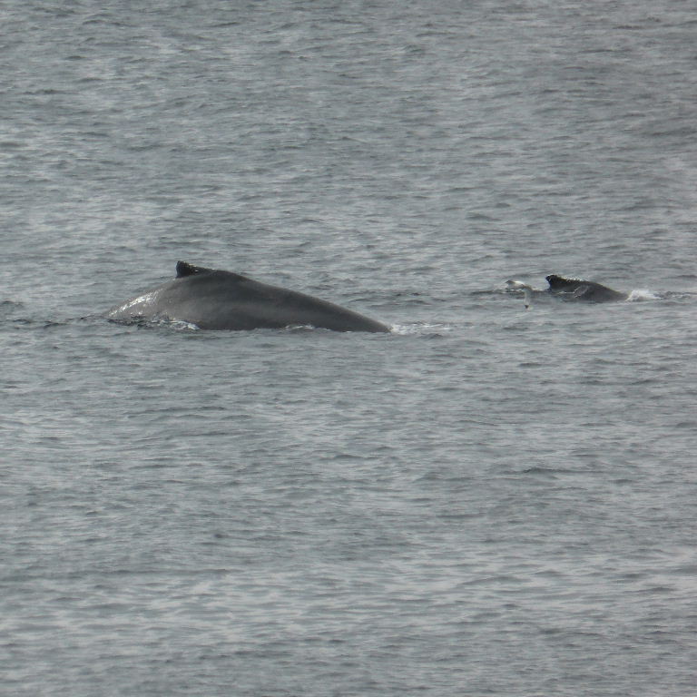 Mother and calf Humpback whale
